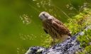 Turmfalke_X344_1800.jpg