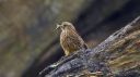 Turmfalke_X354_1800.jpg
